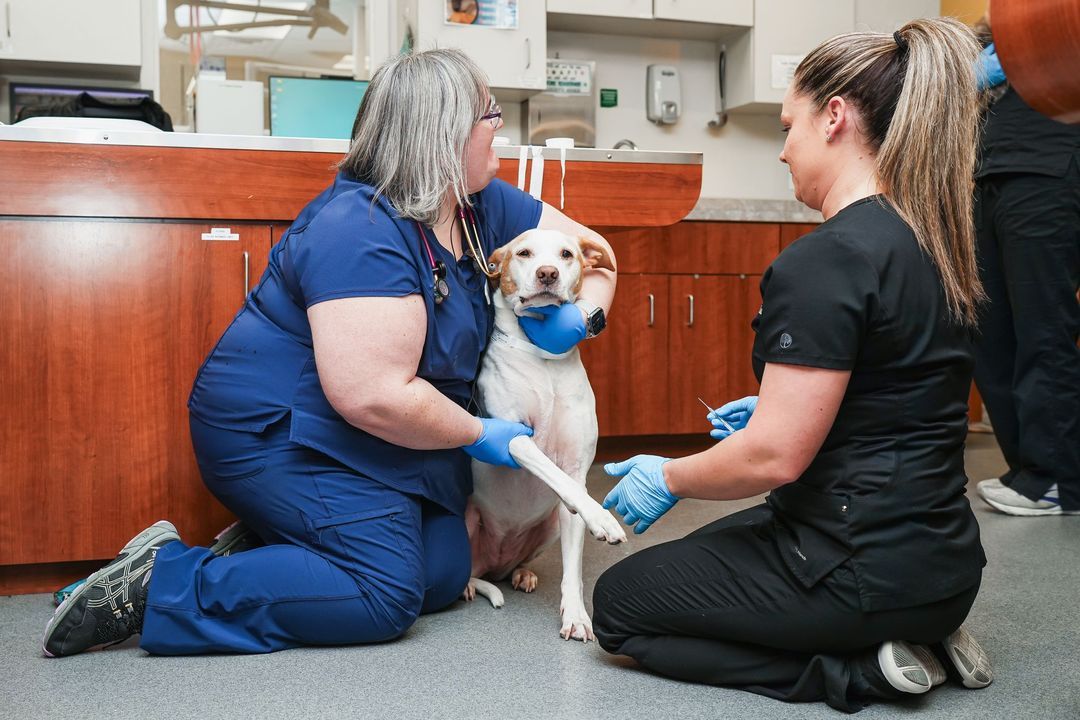 St. Charles Veterinary Hospital Trusted General Practice in Davenport, FL